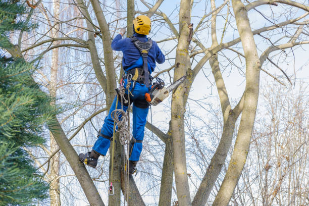 Best Hazardous Tree Removal  in Sugar Land, TX