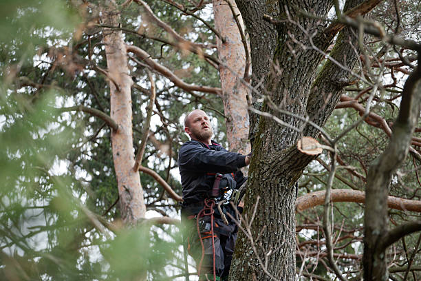 Sugar Land, TX Tree Care Company