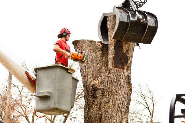 Best Palm Tree Trimming  in Sugar Land, TX